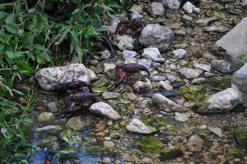 Invasione di crostacei a Fiuggi