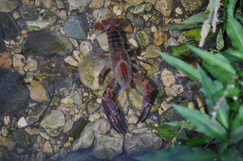 Invasione di crostacei a Fiuggi