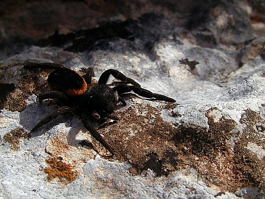 Eresus walckenaeri -