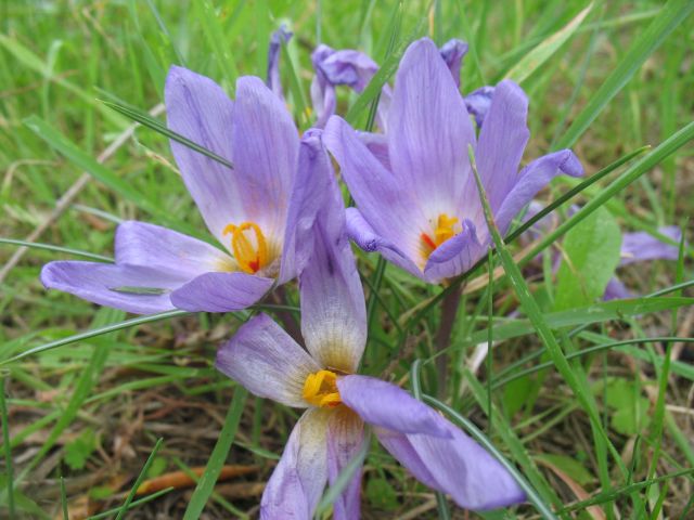 Crocus Longiflorus ?