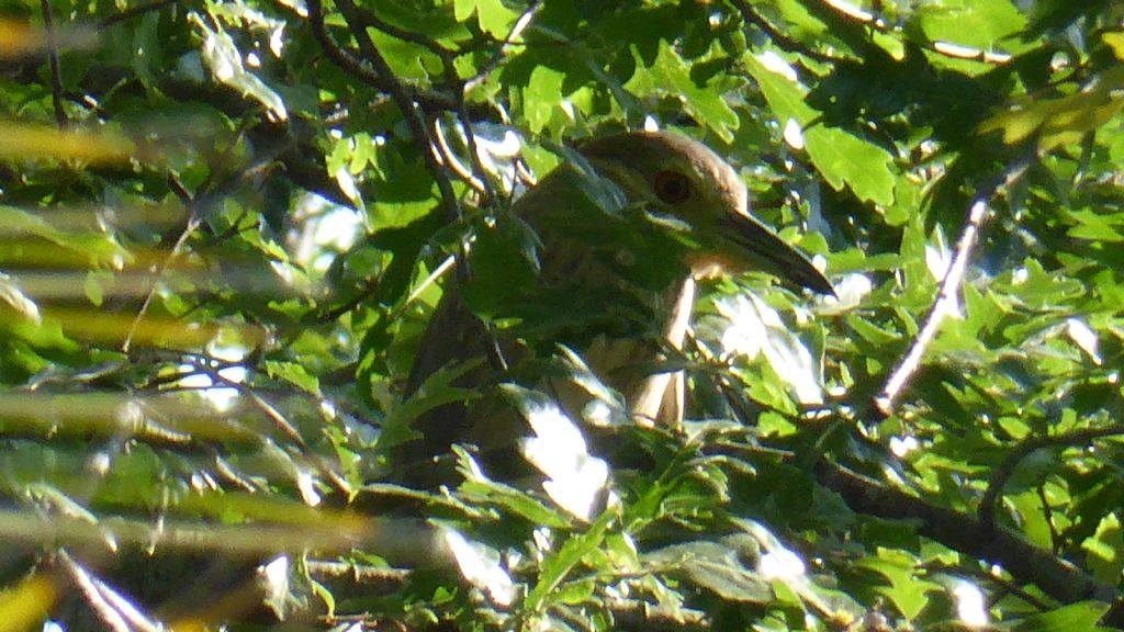 Identificazione ardeide