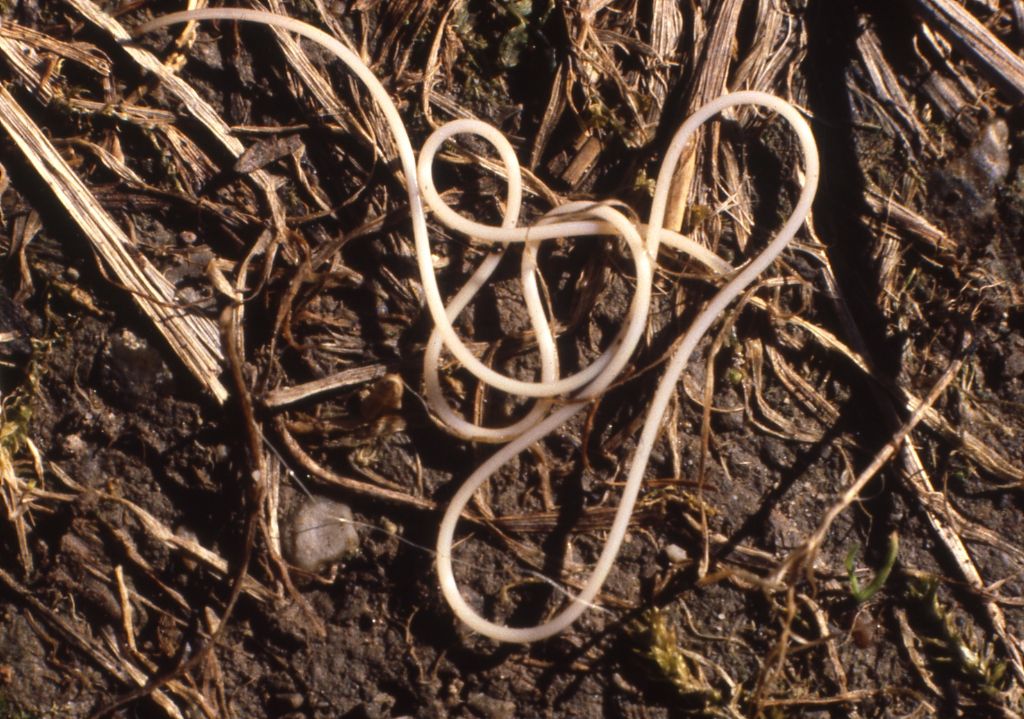 Nematomorpha -  Gordioida - Gordiidae