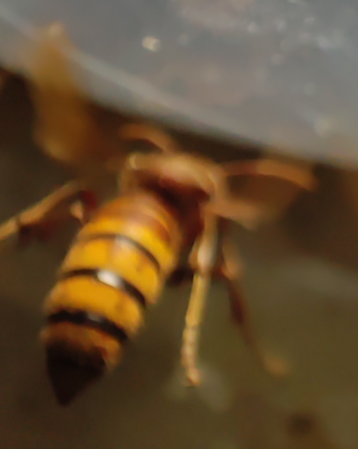 Vespidae: Vespa crabro, il calabrone