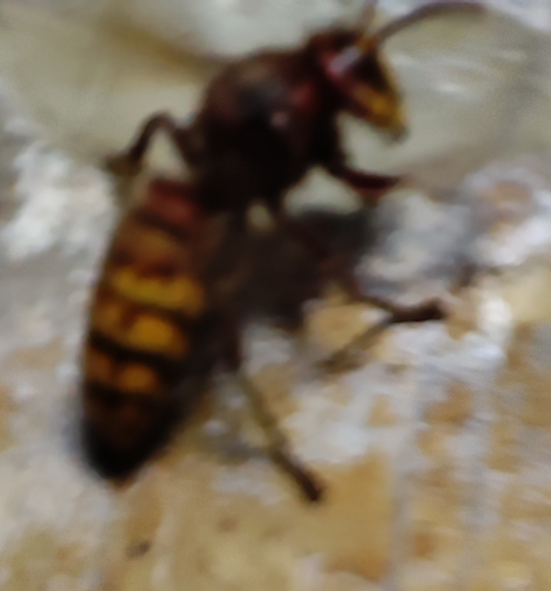 Vespidae: Vespa crabro, il calabrone