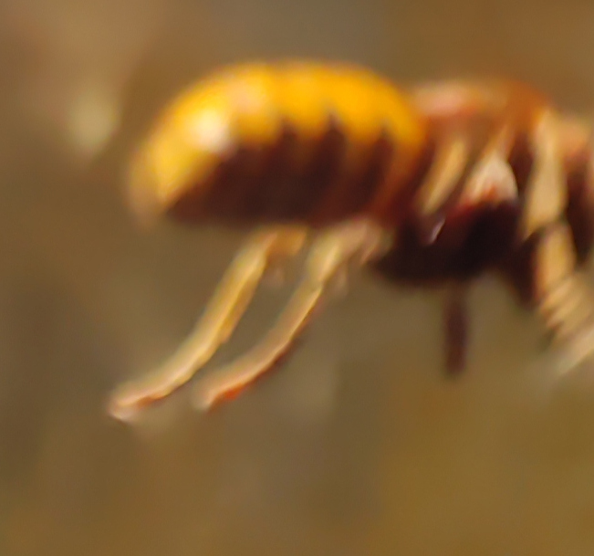 Vespidae: Vespa crabro, il calabrone