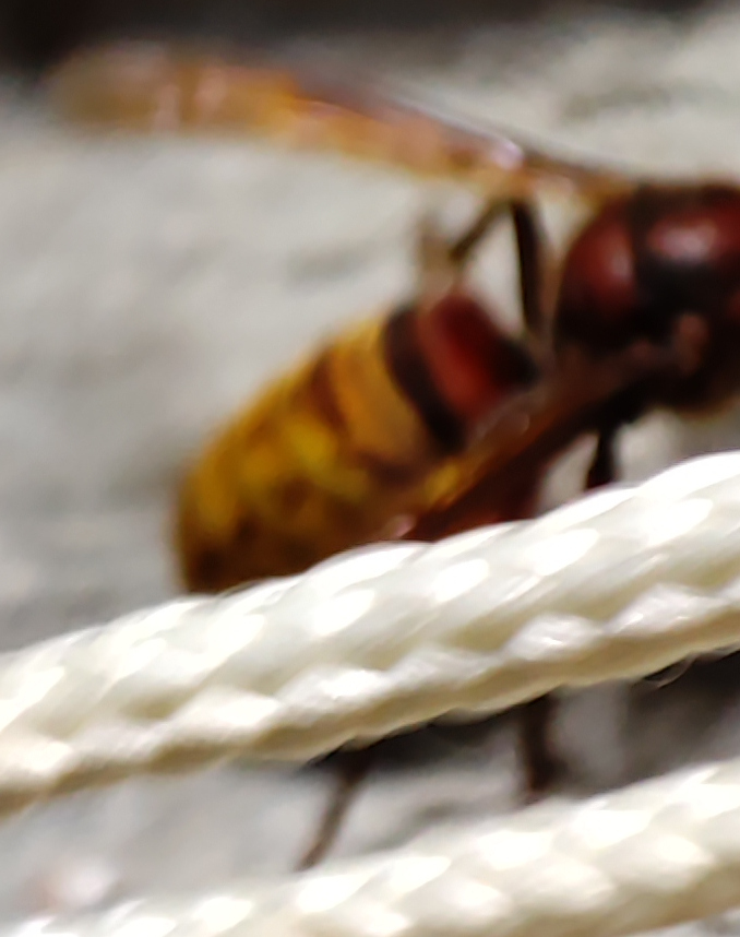 Vespidae: Vespa crabro, il calabrone