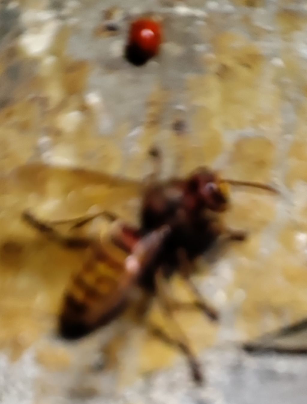 Vespidae: Vespa crabro, il calabrone