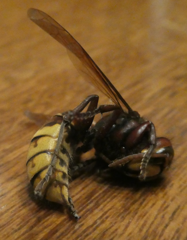 Vespidae: Vespa crabro, il calabrone