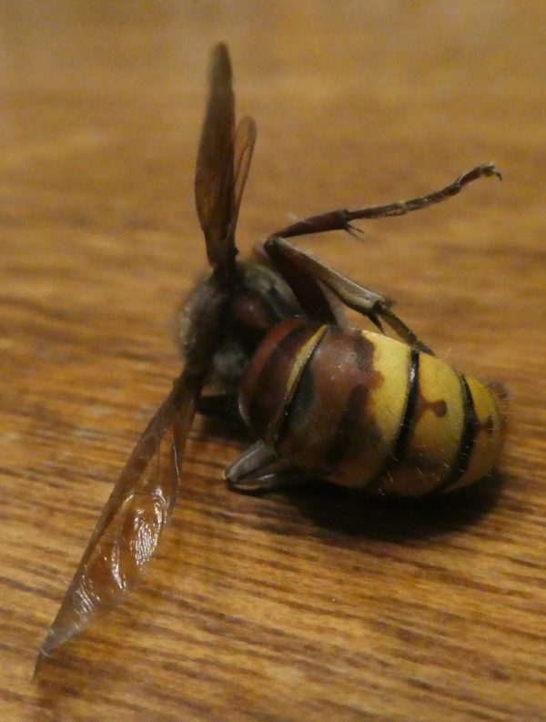 Vespidae: Vespa crabro, il calabrone