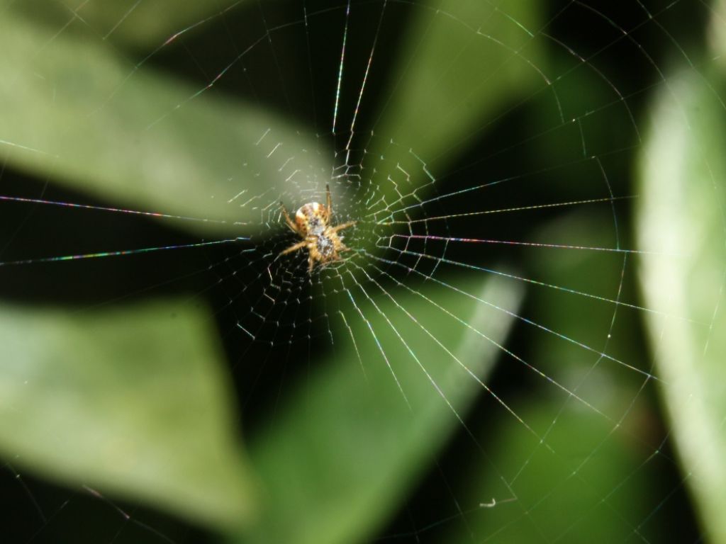 Mangora acalypha; Tetragnatha sp. - Mapello (BG)
