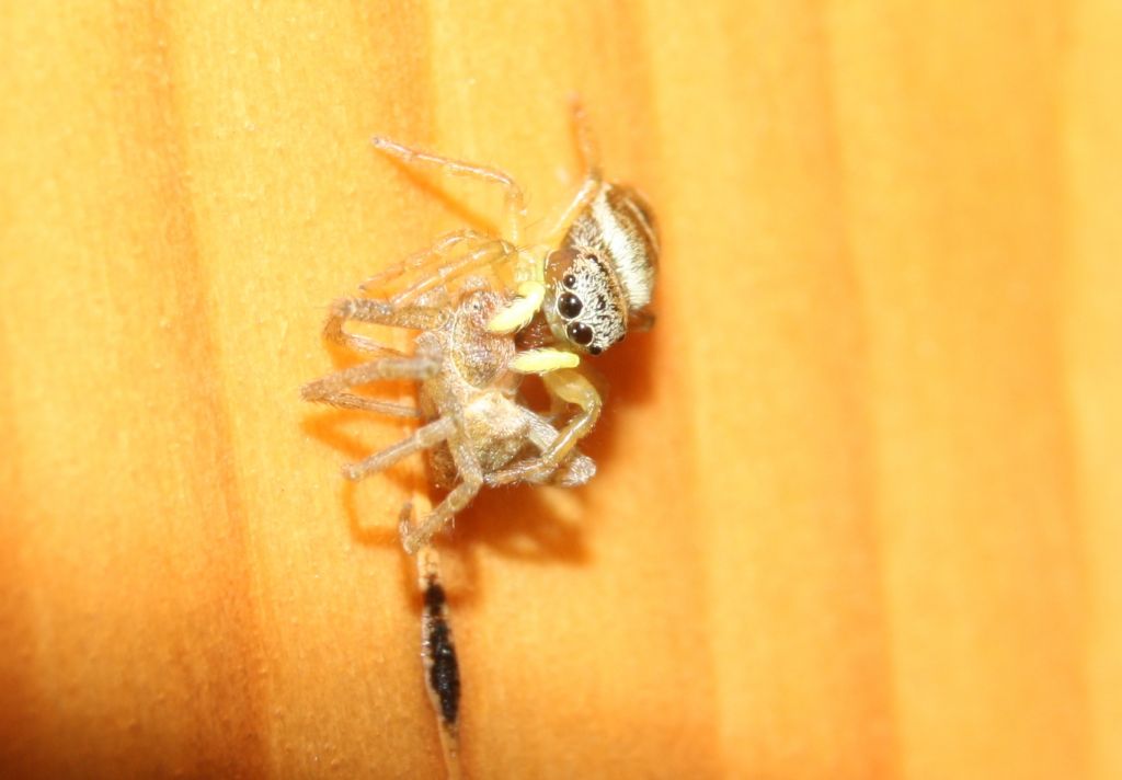 Heliophanus tribulosus preda Philodromus sp. - Mapello (BG)