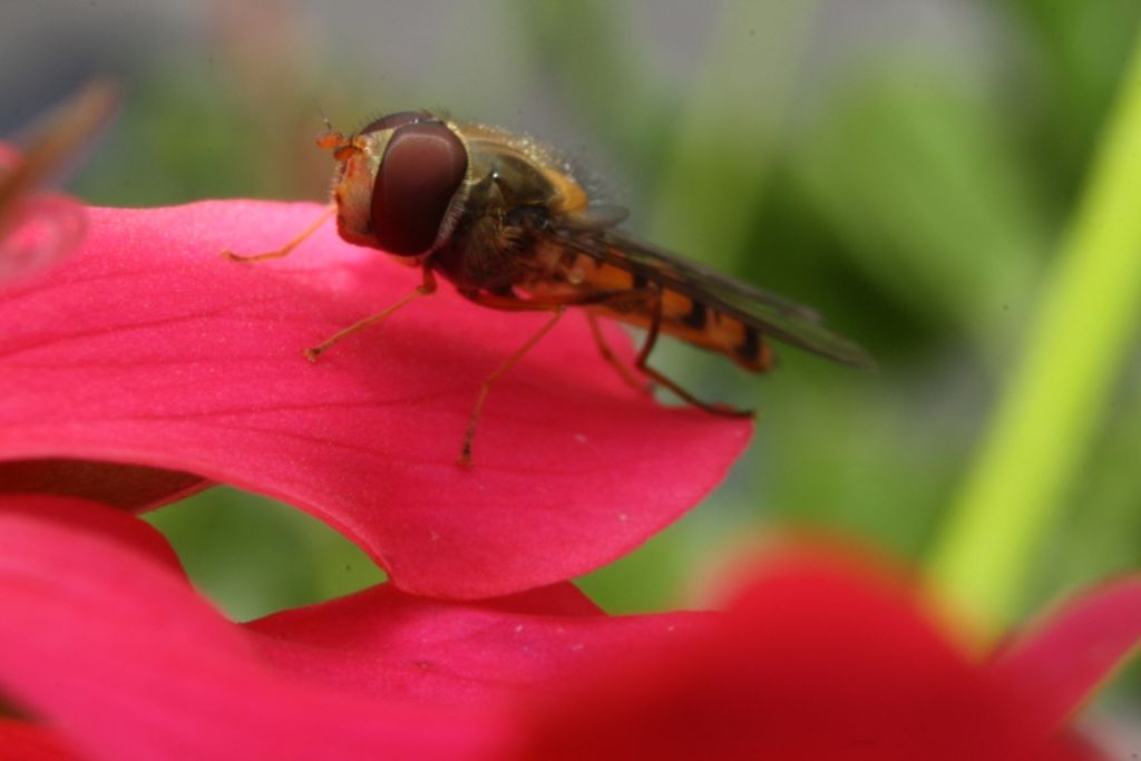 Episyrphus?