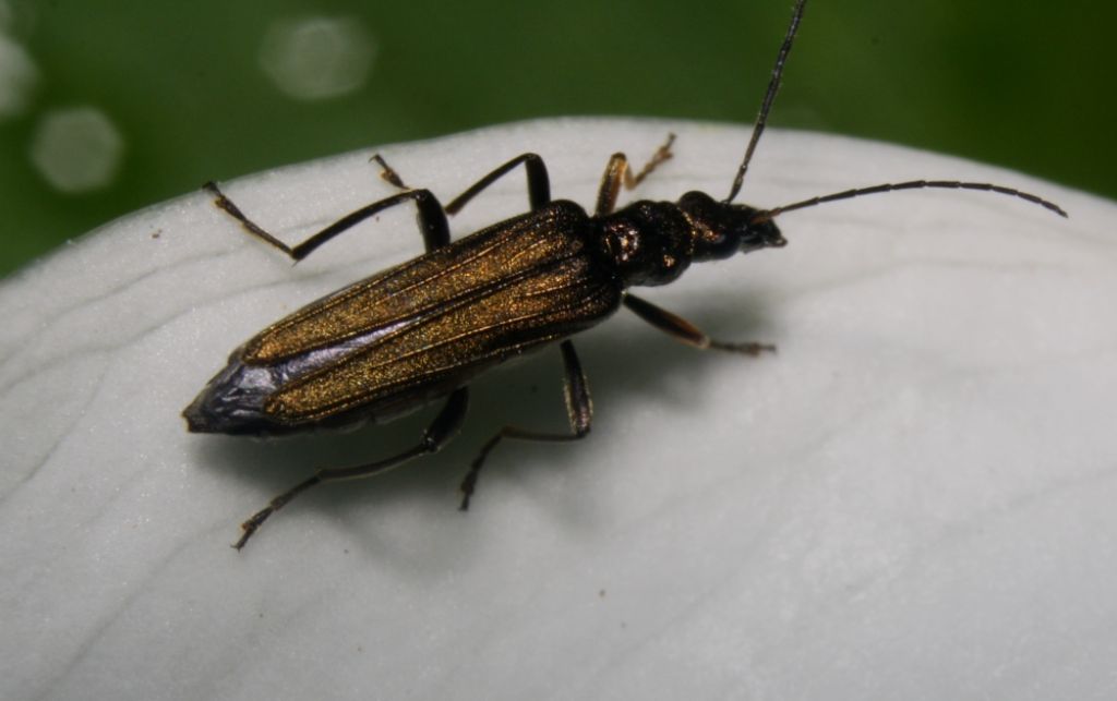 cerambicide? no, Oedemera sp.