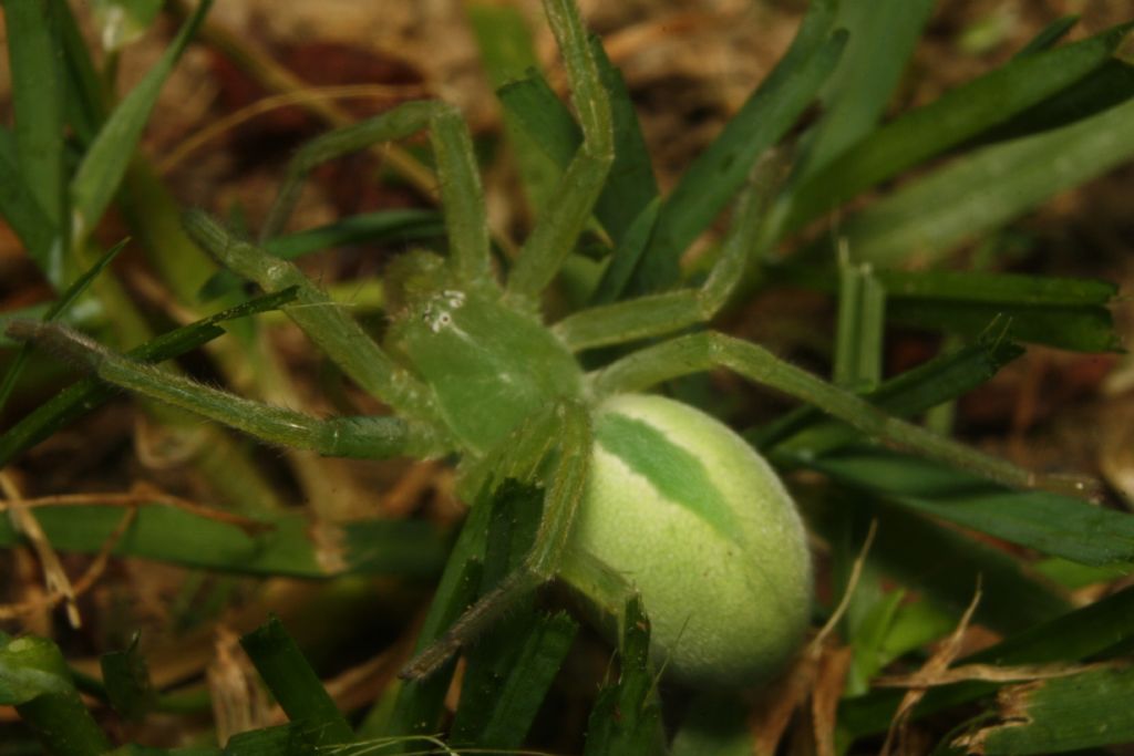 Micrommata virescens - Mapello (BG)
