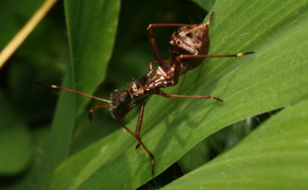 strano insetto, imenottero? No. Ninfa di Camptopus lateralis