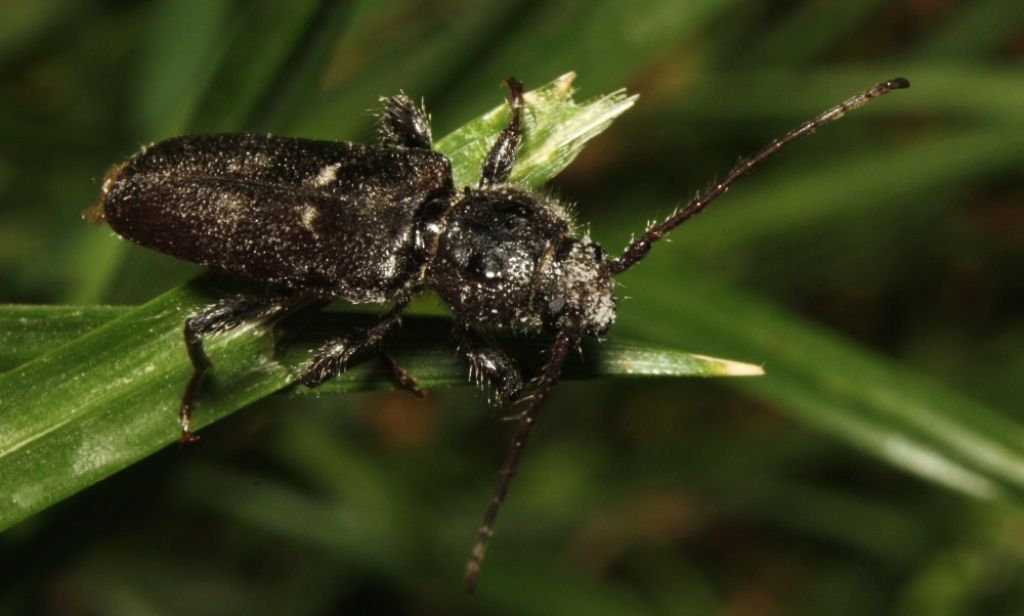 Hylotropus bajulus?
