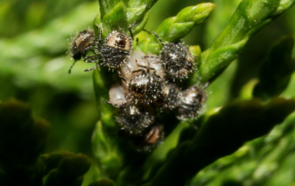chi  nato? Dolycoris baccarum