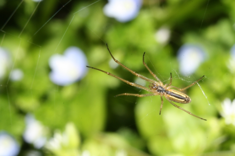 Mangora acalypha; Tetragnatha sp. - Mapello (BG)