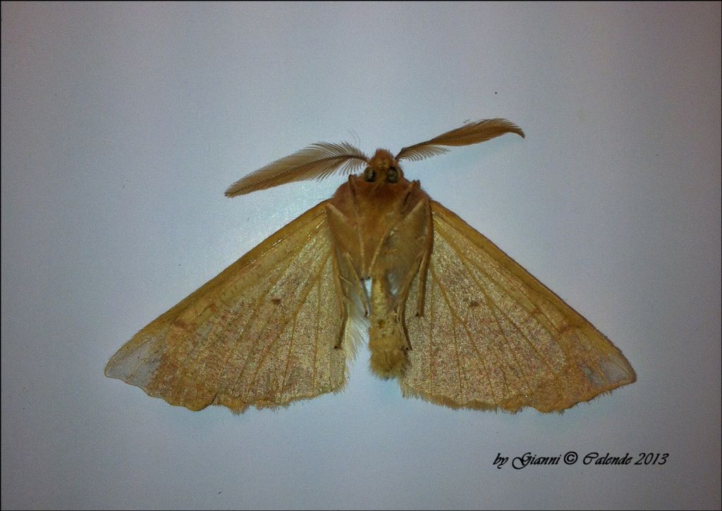 quale falena?? - Colotois pennaria