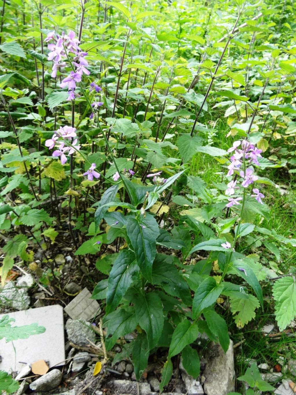 Lunaria annua L.