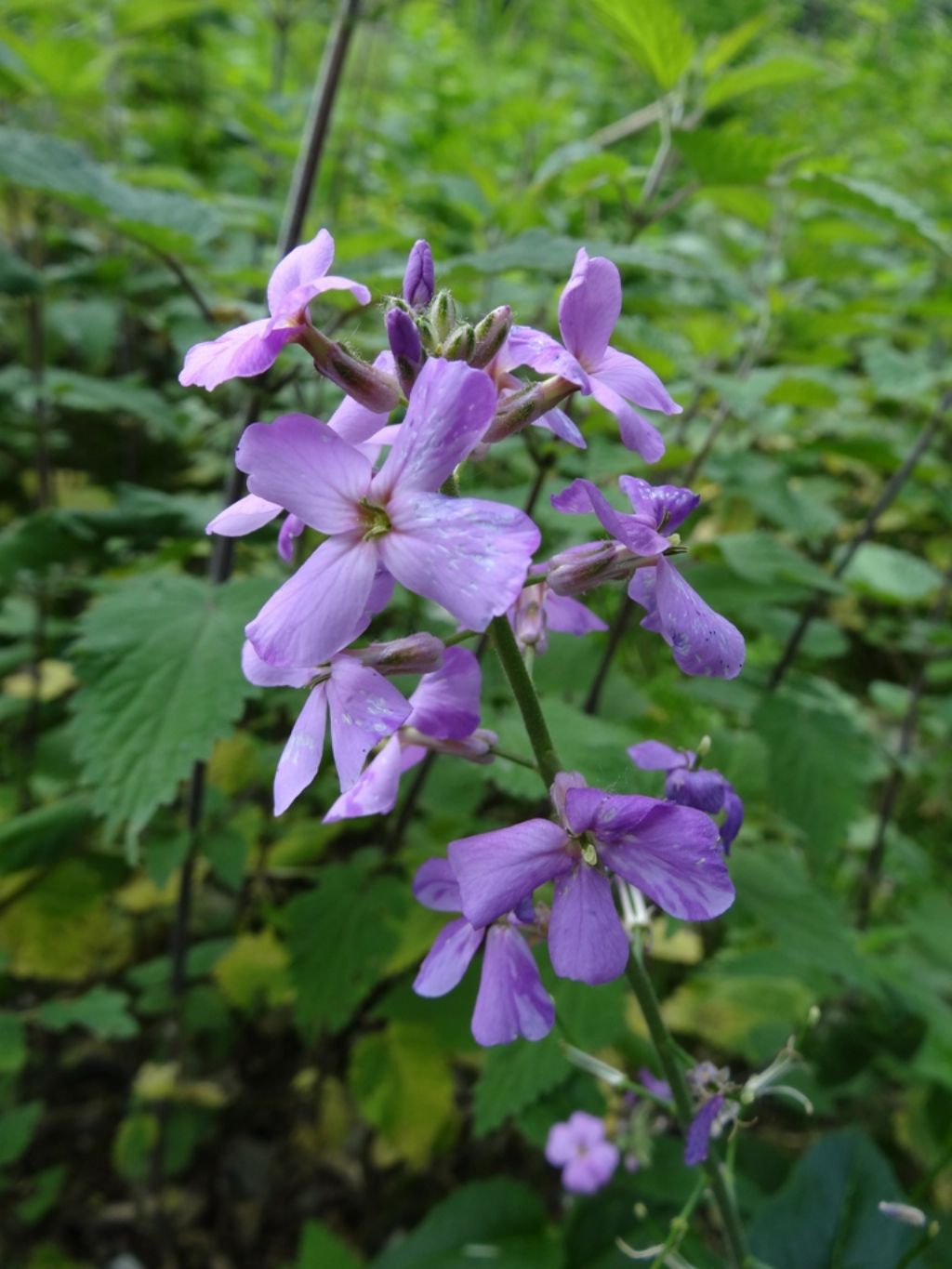 Lunaria annua L.