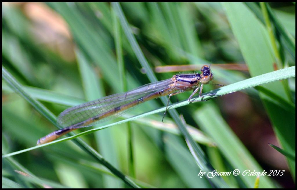 quale Coenagrionidae?