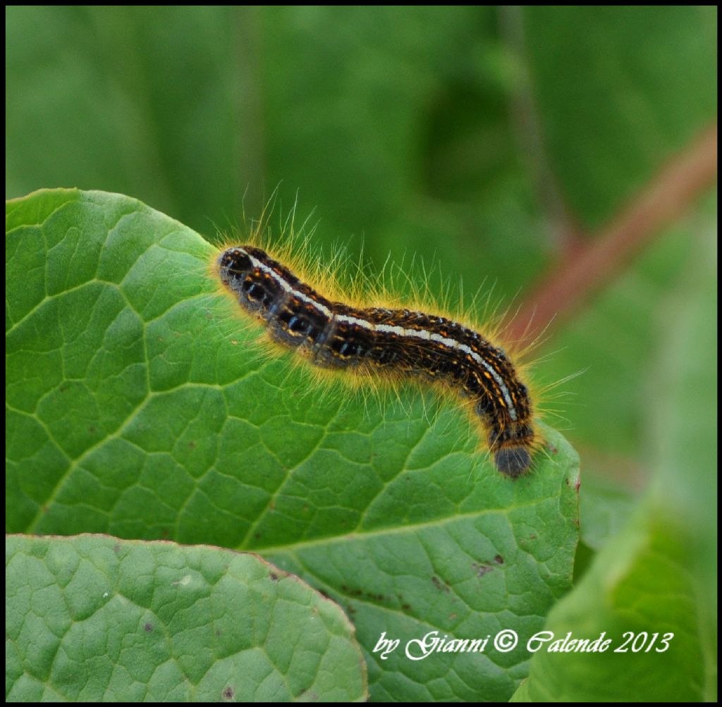 Bruco ID