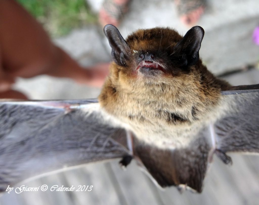Quale Chirottero??