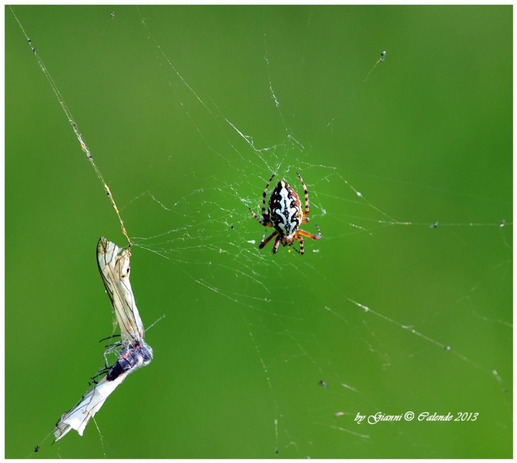 Aculepeira sp. -  Pian di Gembro (SO)