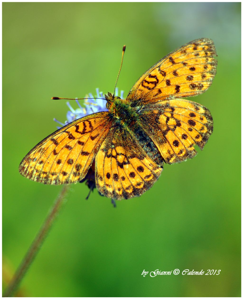 Forse Arginnis sp.?