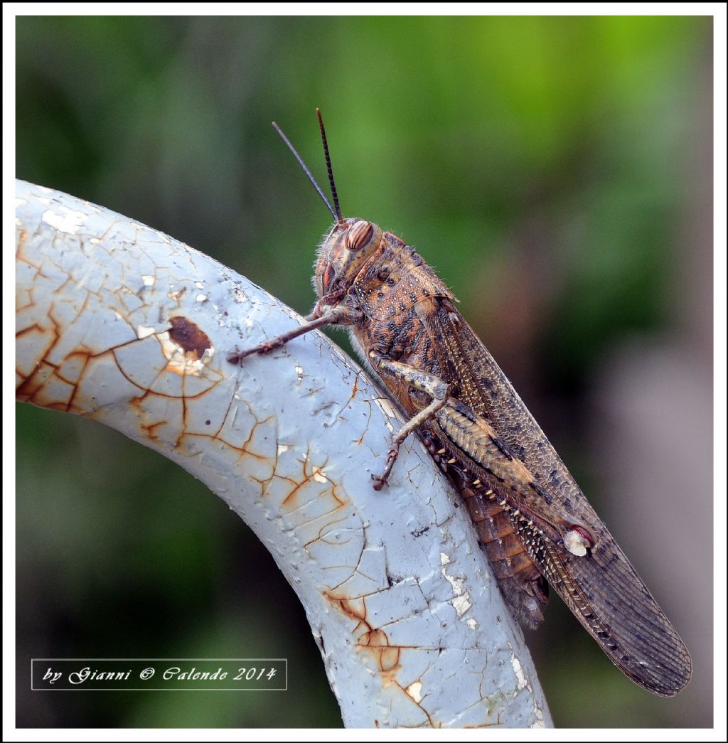 Anacridium aegyptium con colorazione vivace