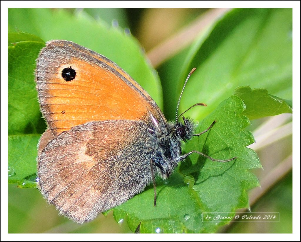 quale Coenonympha? - pamphilus