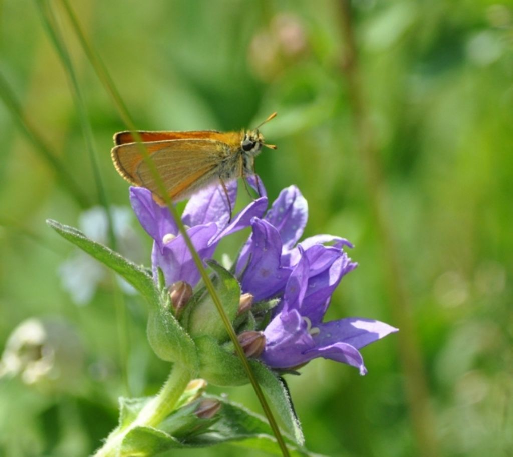 Thymelicus sylvestris