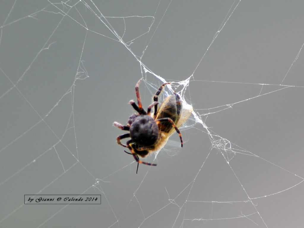 Nuctenea cfr umbratica cattura ape - Tirano (SO)
