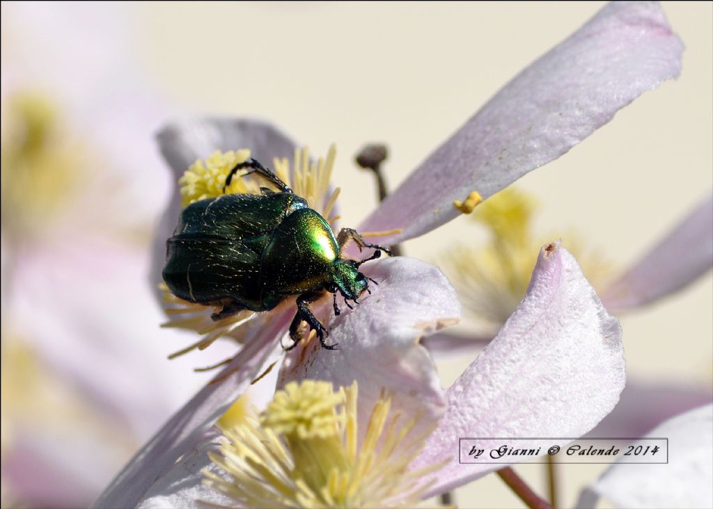 Cetonia aurata ssp. pisana
