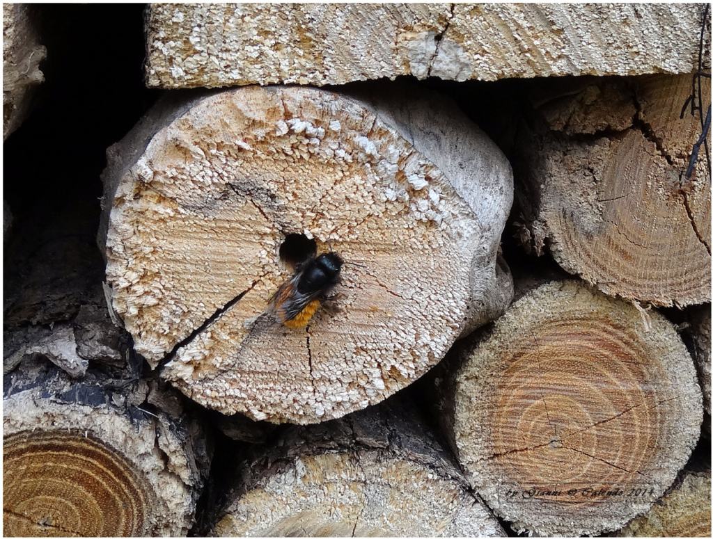 Bombus? No. Osmia cornuta
