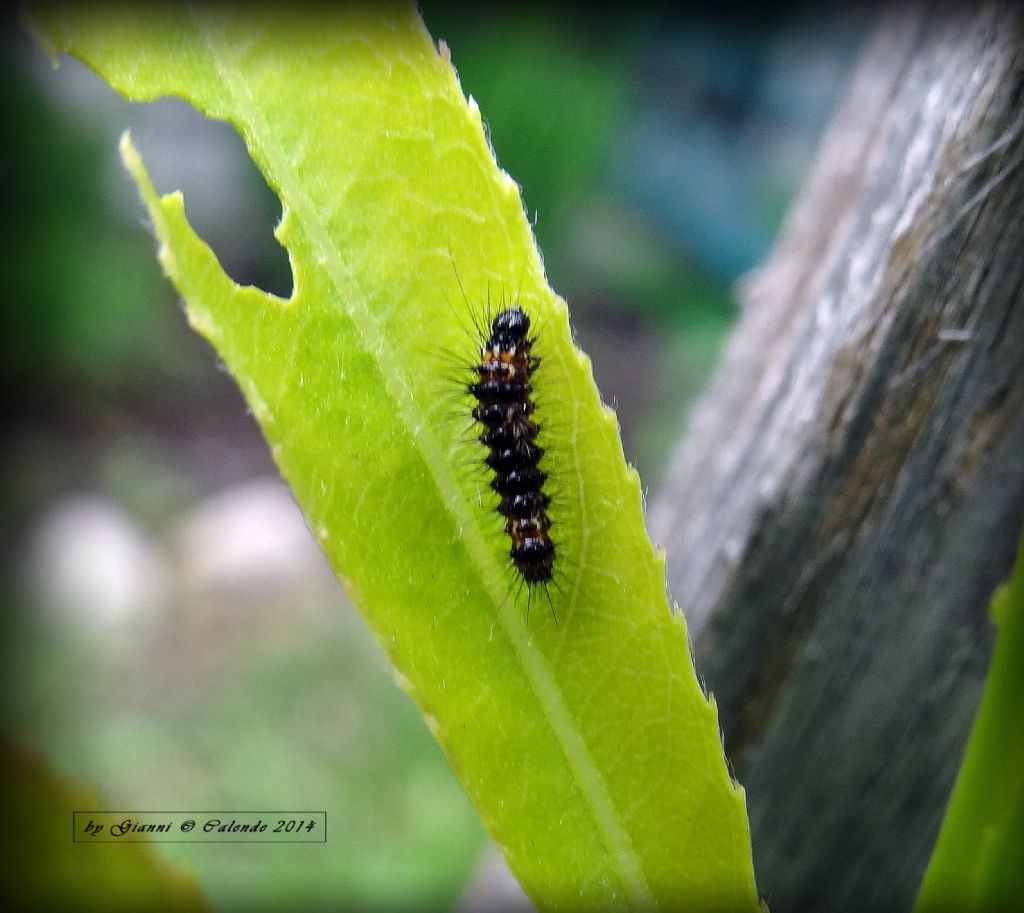 Giovane bruco di Acronicta sp.