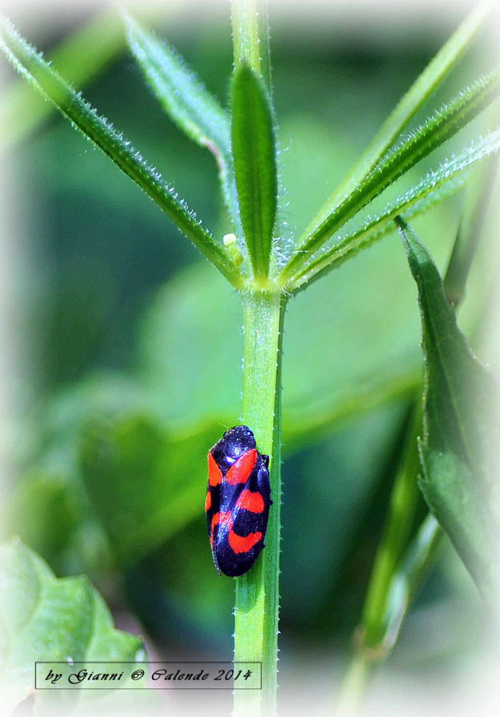 Quale insetto?? Cercopis vulnerata