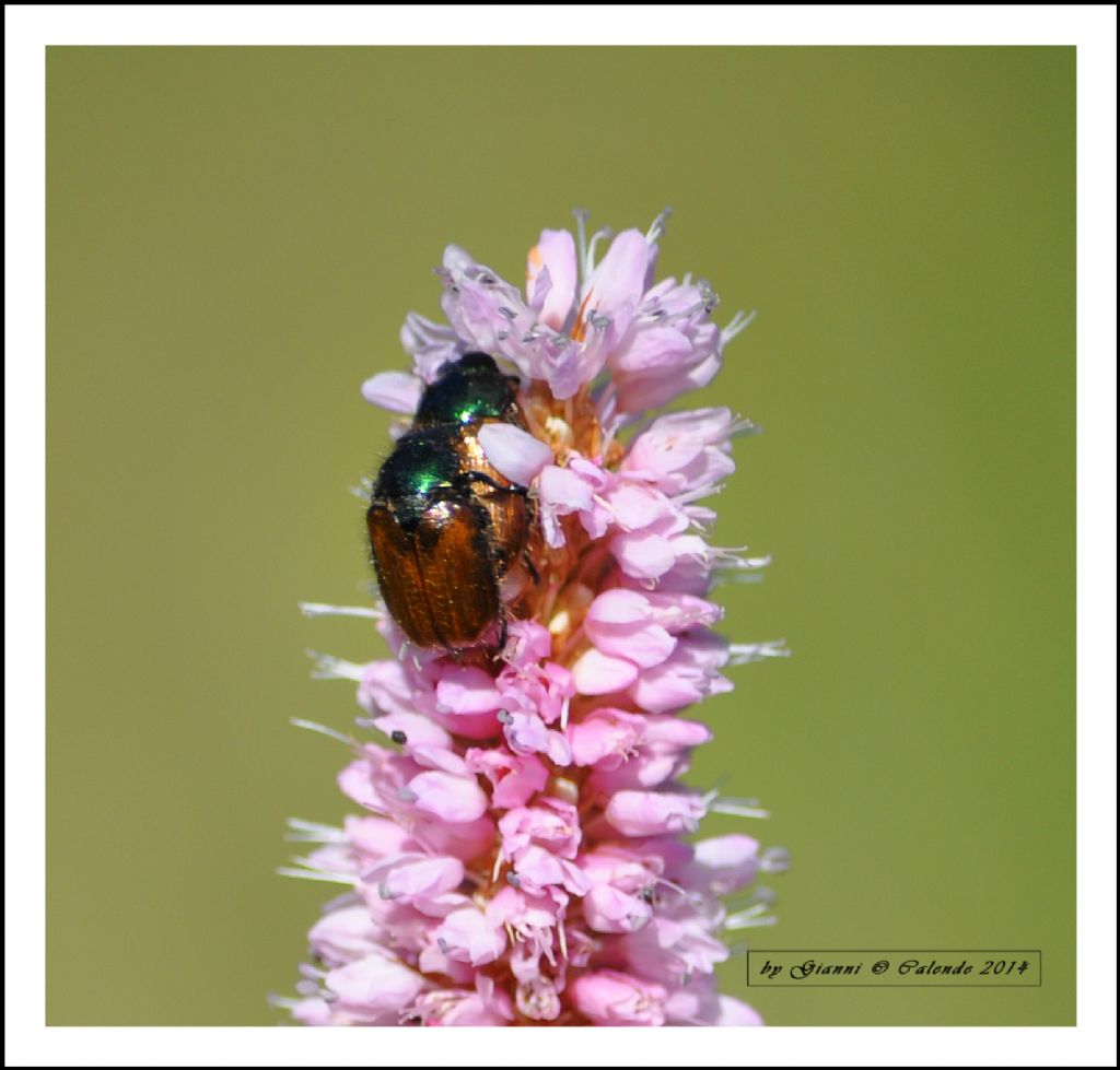 Phyllopertha horticola, Rutelidae