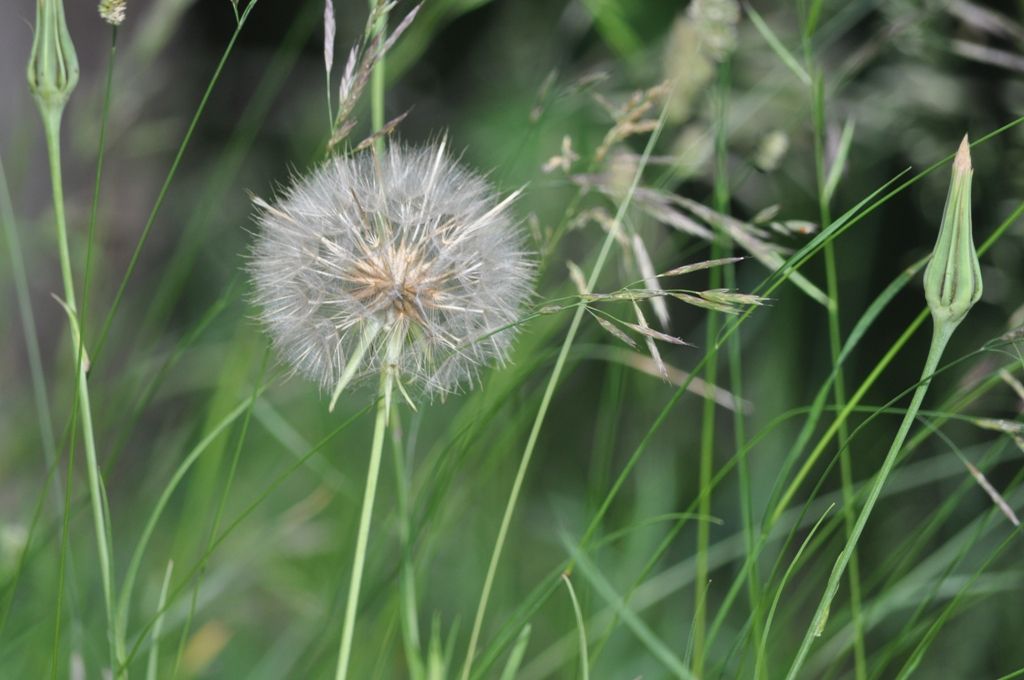 Tragopogon sp.