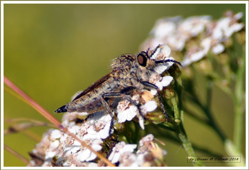 Insetto da id.  una mosca??