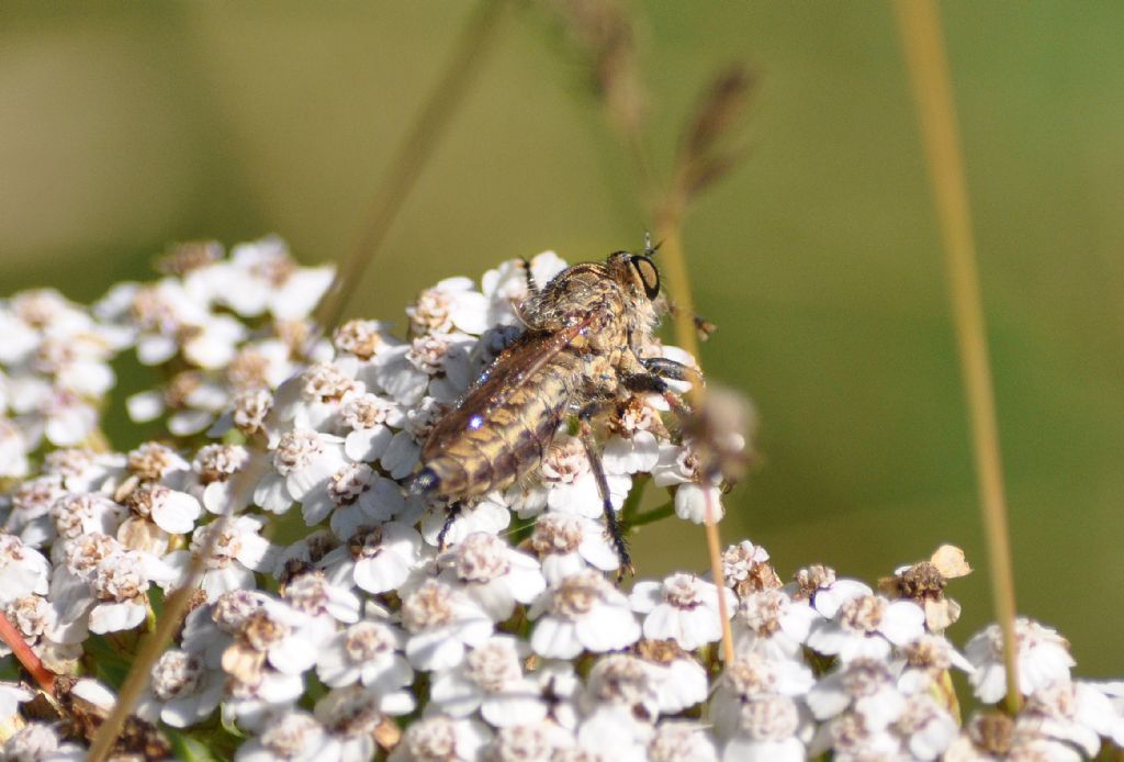 Insetto da id.  una mosca??