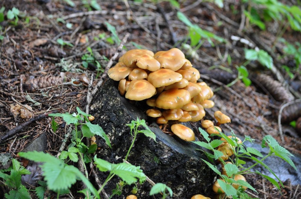 Gruppo di Funghi da determinare