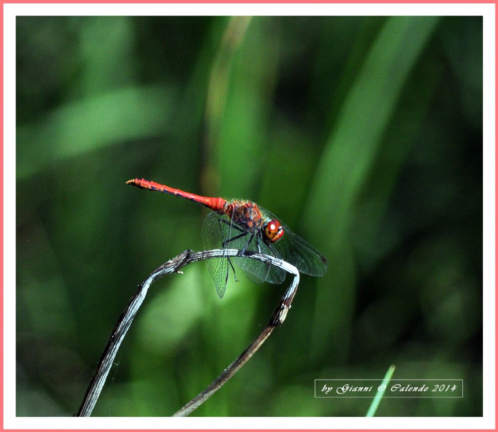 Quale Sympetrum? sanguineum