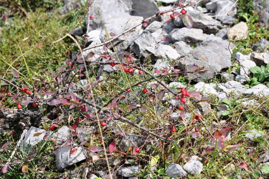 Cotoneaster integerrimus
