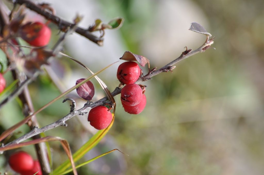Cotoneaster integerrimus