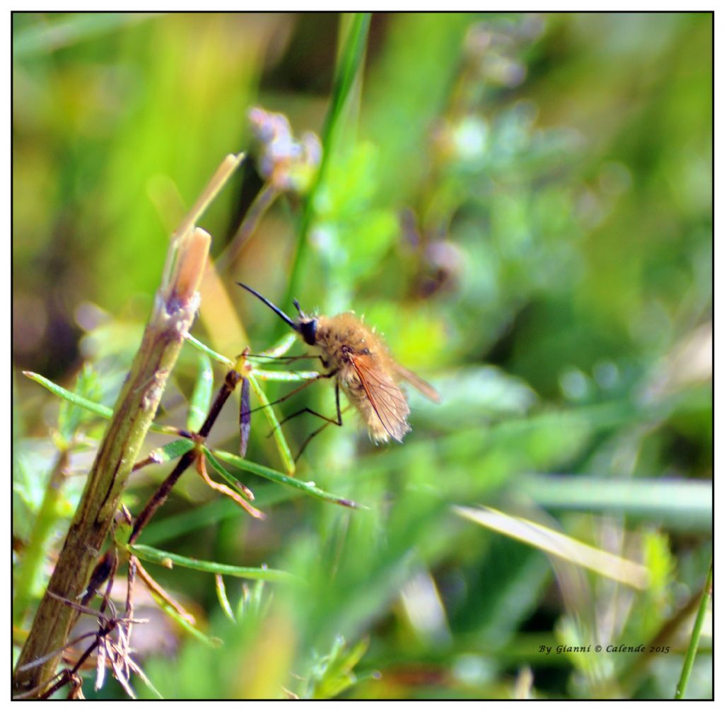 Bombylius sp. (Bombyliidae)