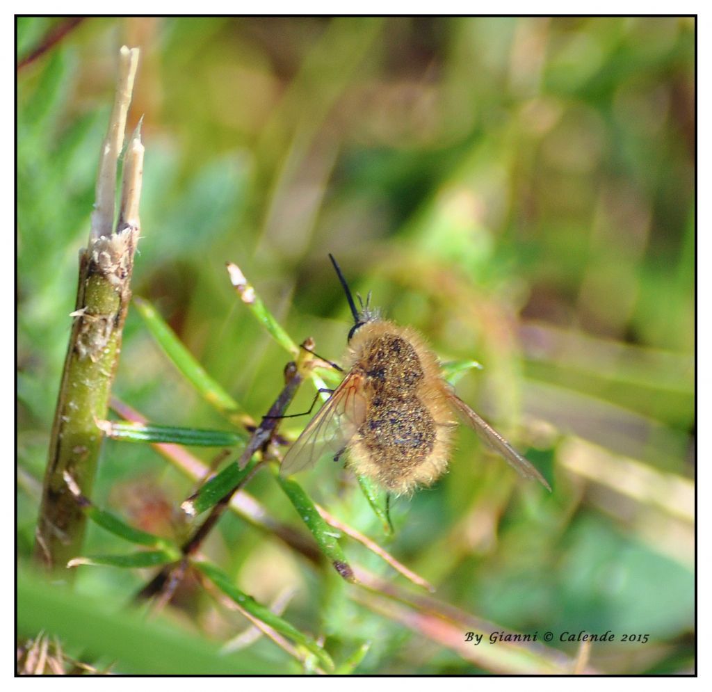 Bombylius sp. (Bombyliidae)