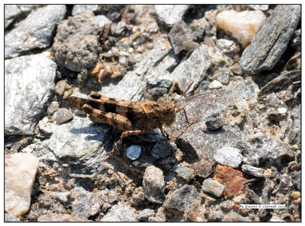 Oedipoda caerulescens caerulescens f. marginata