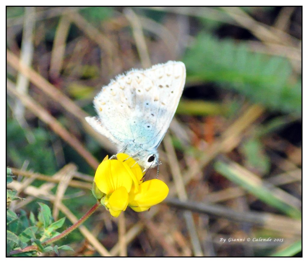 quale farfalla? Polyommatus (Lysandra) coridon